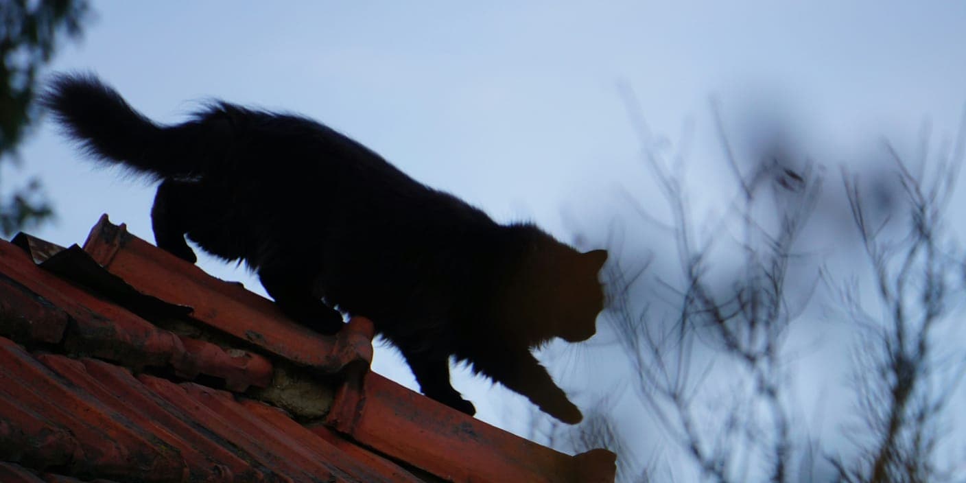 A black cat climbing across a tiled roof at dusk