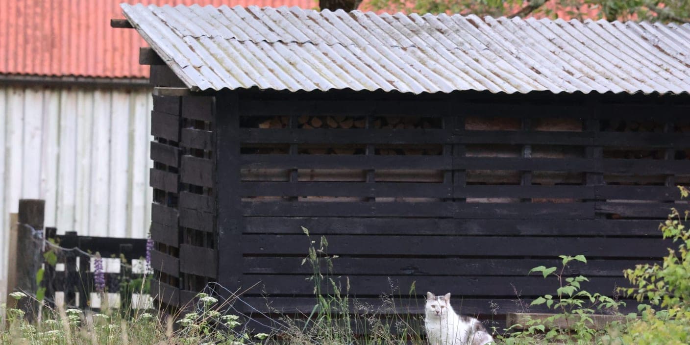 Un chat blanc et gris assis devant un cabanon en bois sombre, regardant l'objectif
