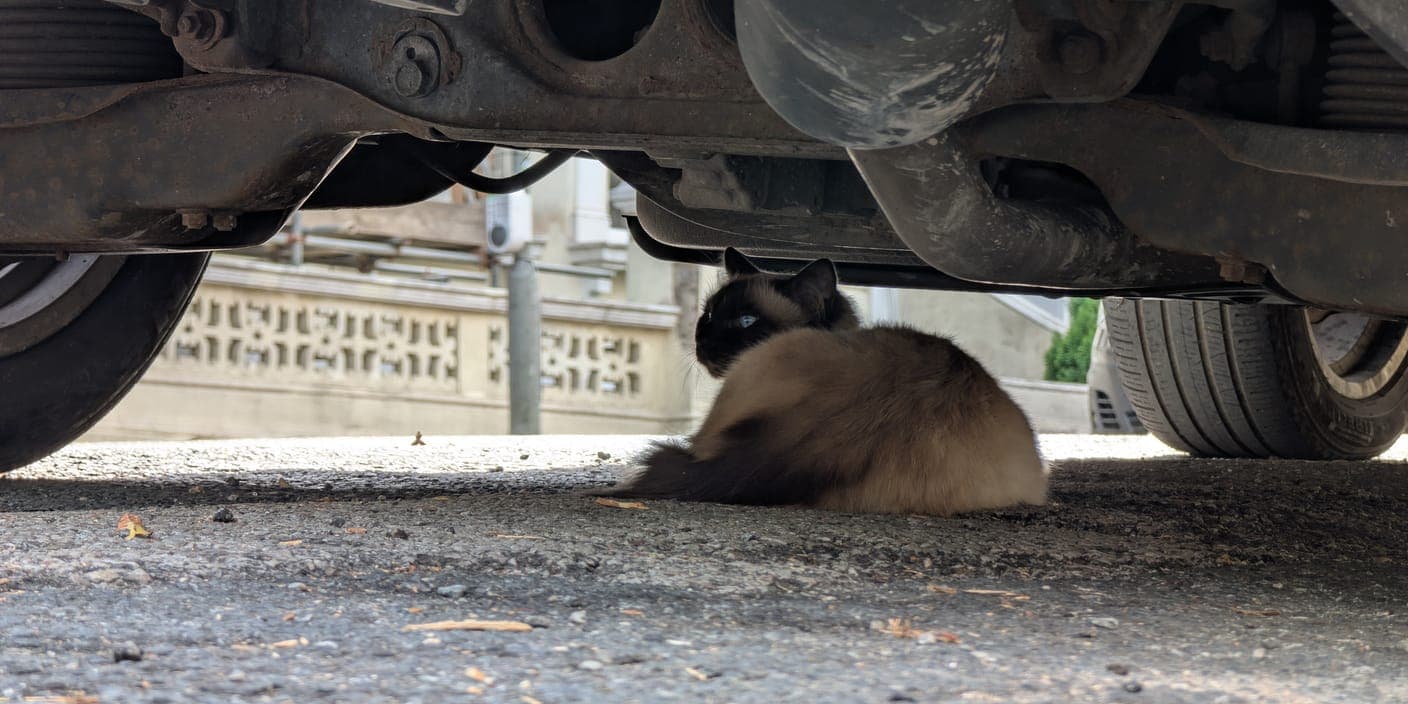 A cat hiding under a parked car, one of the first places to search for a lost cat