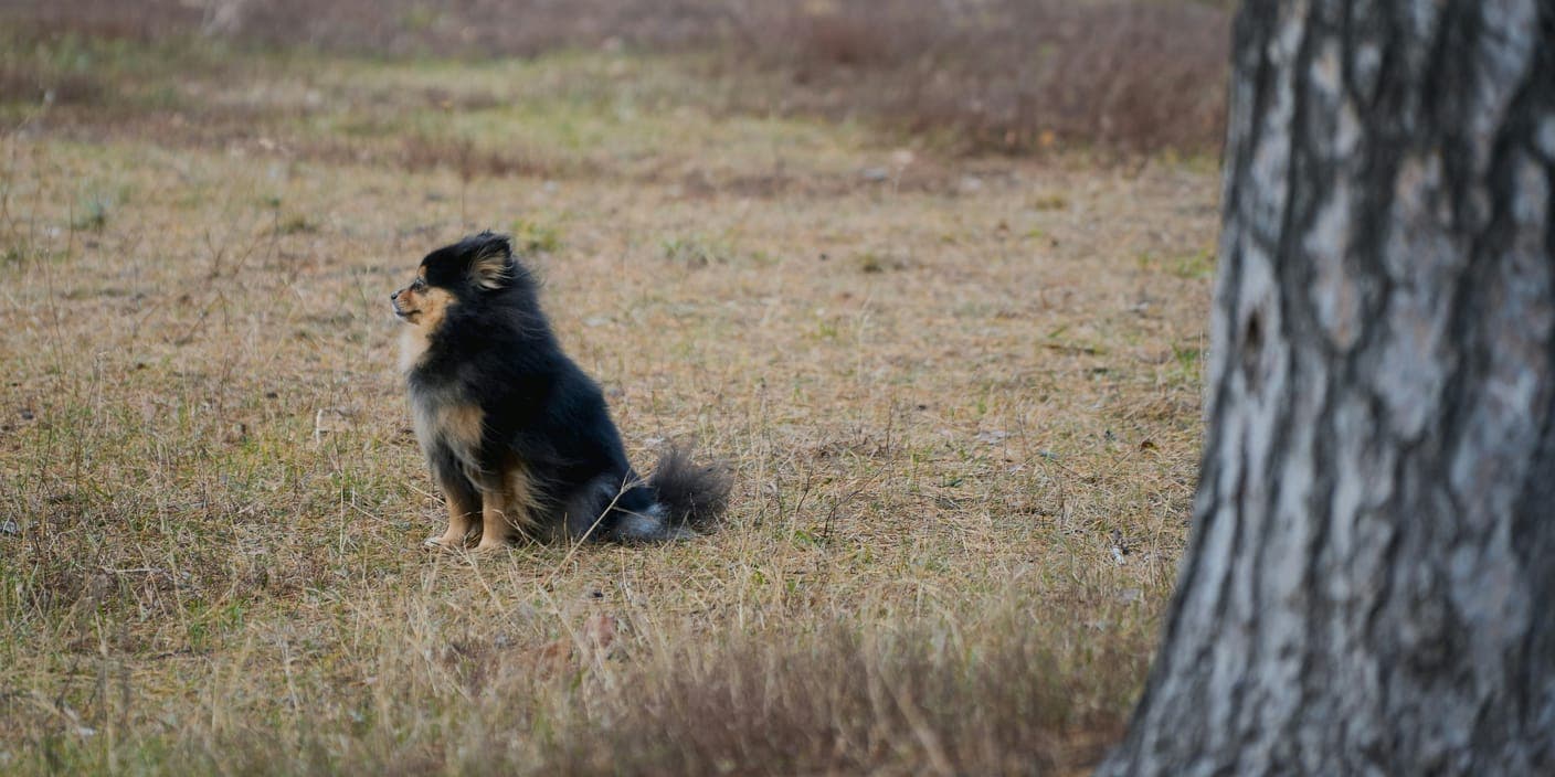 A small dog sitting alone at the edge of a field, looking into the distance