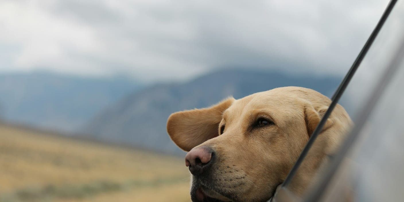 A Labrador resting its head out of an open car window, with mountains behind