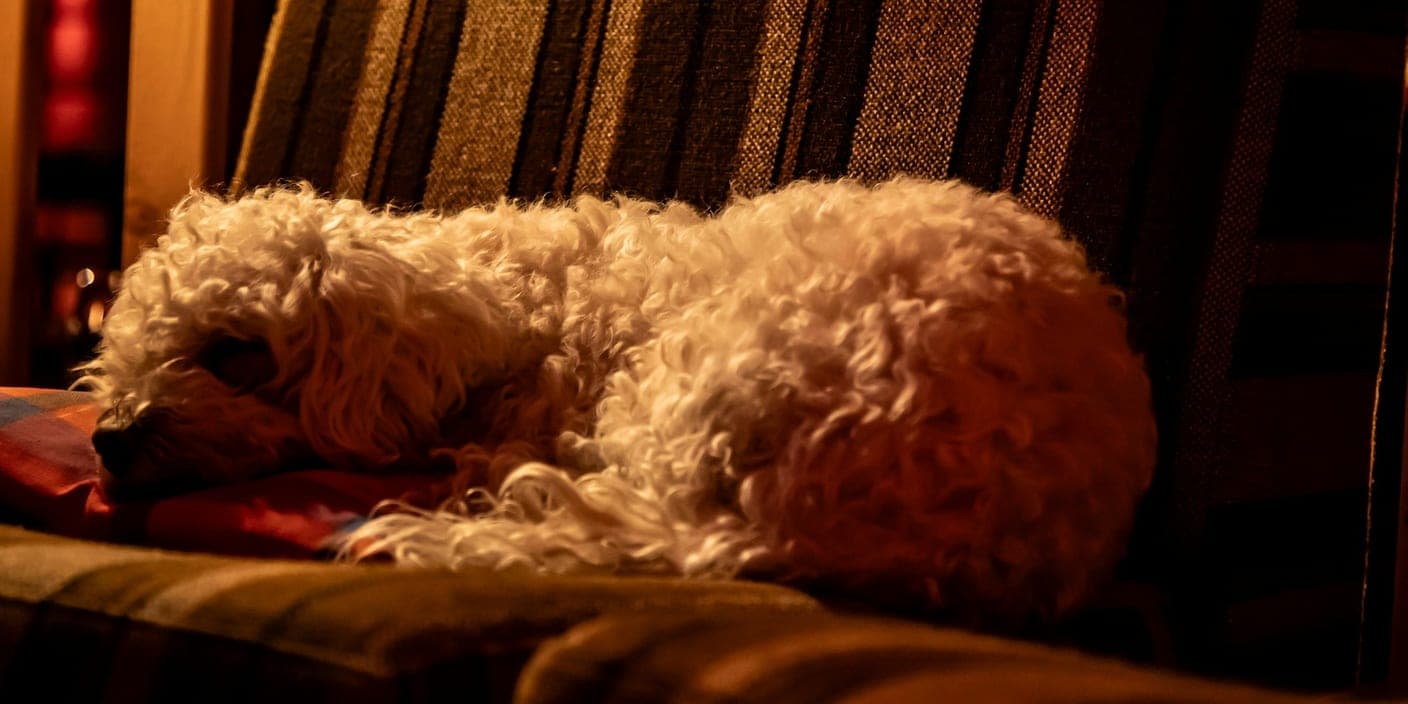 A small white curly-haired dog asleep on a sofa in warm light on a dark evening