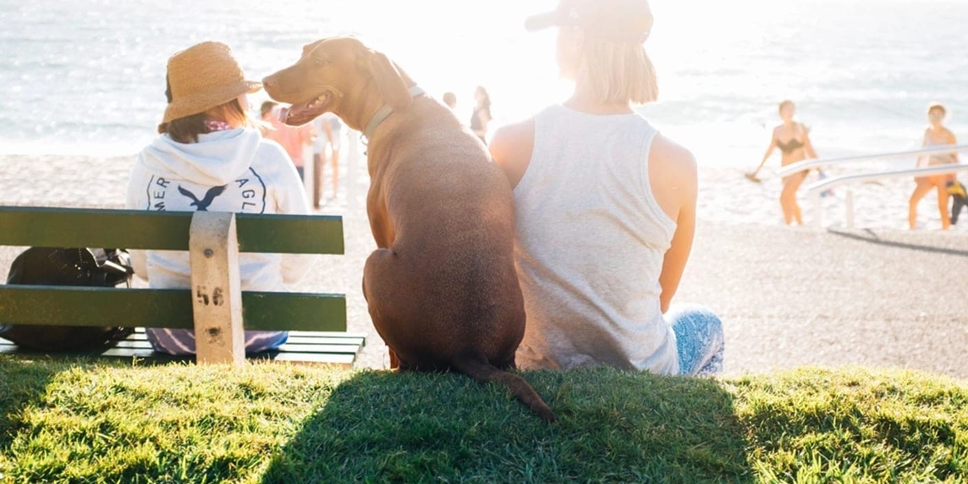 Deux personnes et un chien brun assis sur un banc face à une plage ensoleillée