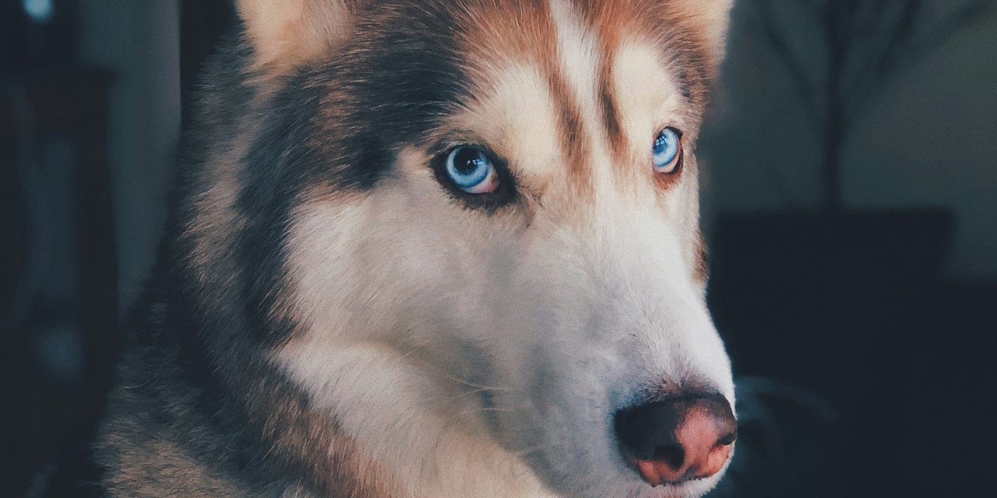 Un husky aux yeux bleu clair jette un regard méfiant sur le côté
