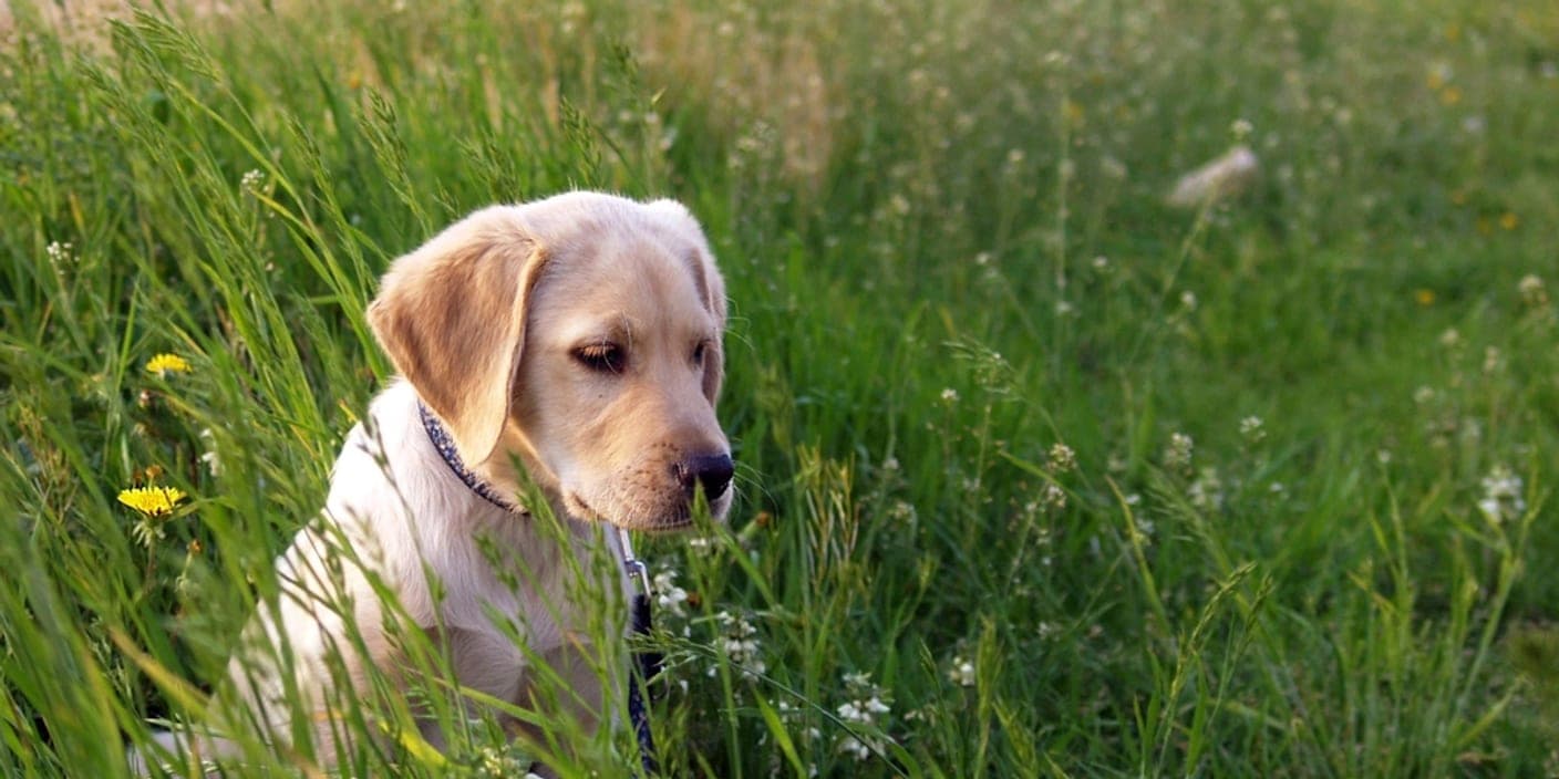 A Labrador puppy sitting alone in the tall grass of a meadow