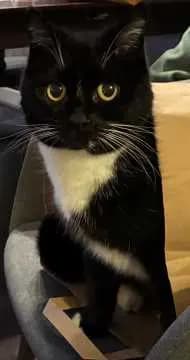 Kitty