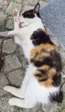 Lilli