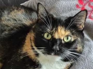 Tani