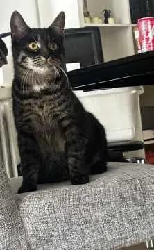 Bella