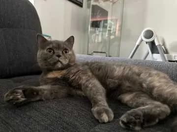 Nala