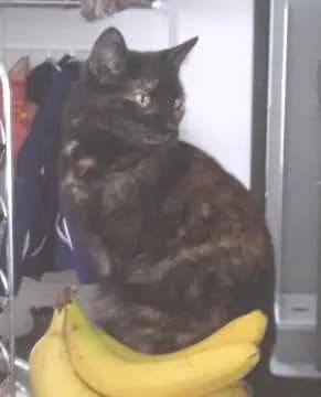 Tinka