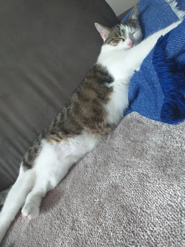 Nico
