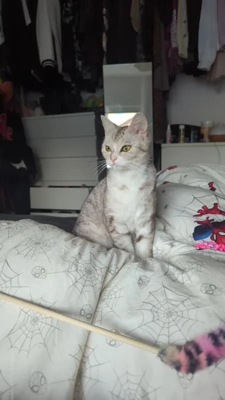 Mauzi