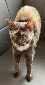 Mimi