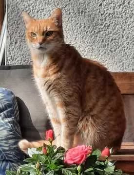Rübe