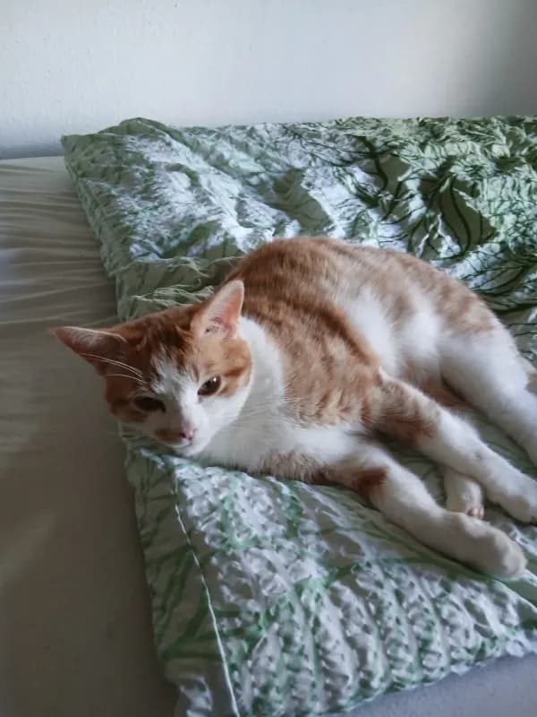 Simba