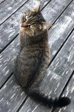 Lizzie