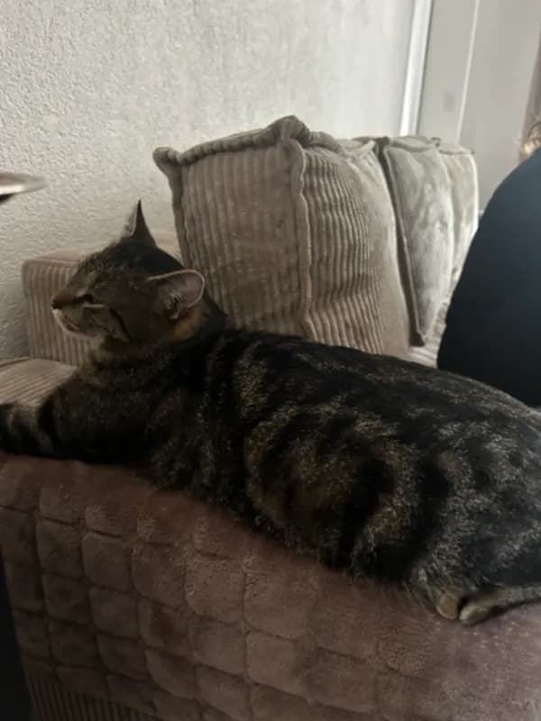 Tom