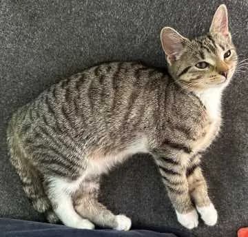 Feline
