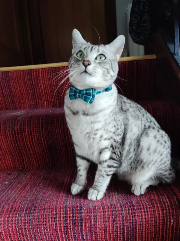 Sapphirus aka Saffy