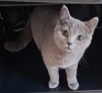 Suki