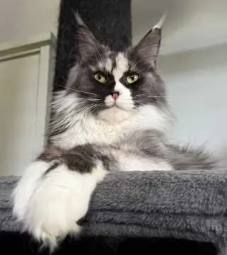 Belle