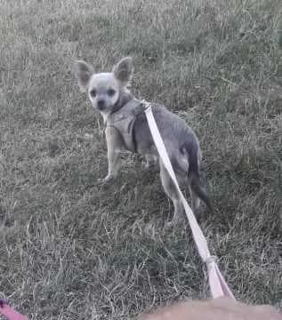 Coco