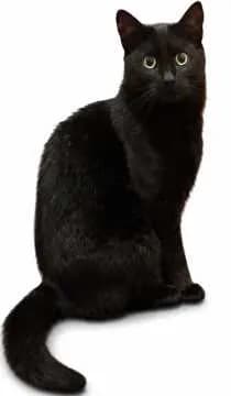 Frieda