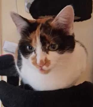 Mausi