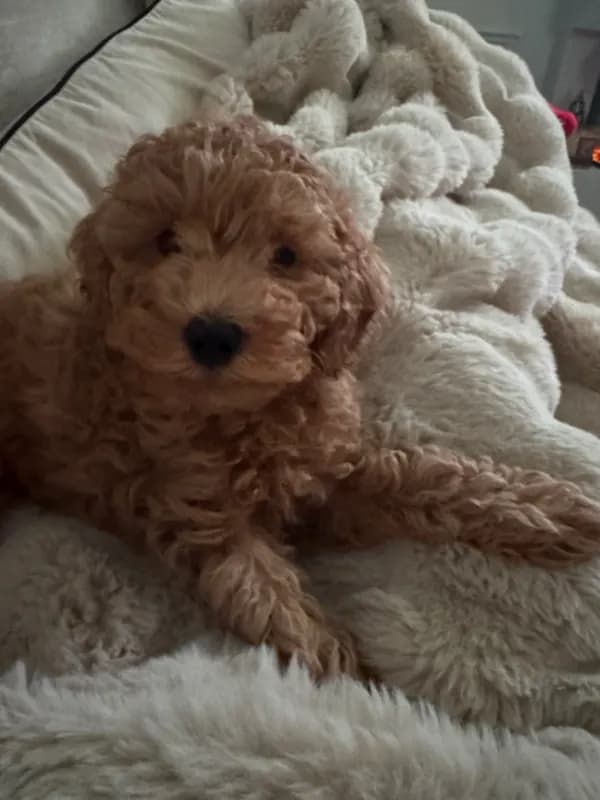 Alfie