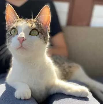 Maya