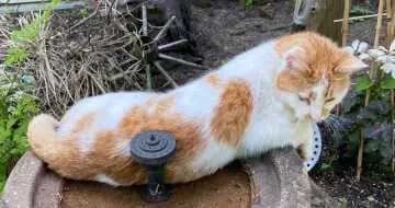Blinki