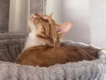 Simba