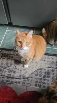 Garfield