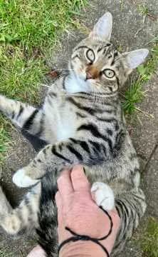 Timba