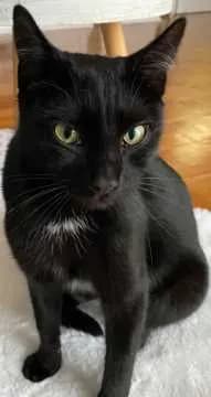 Kimba