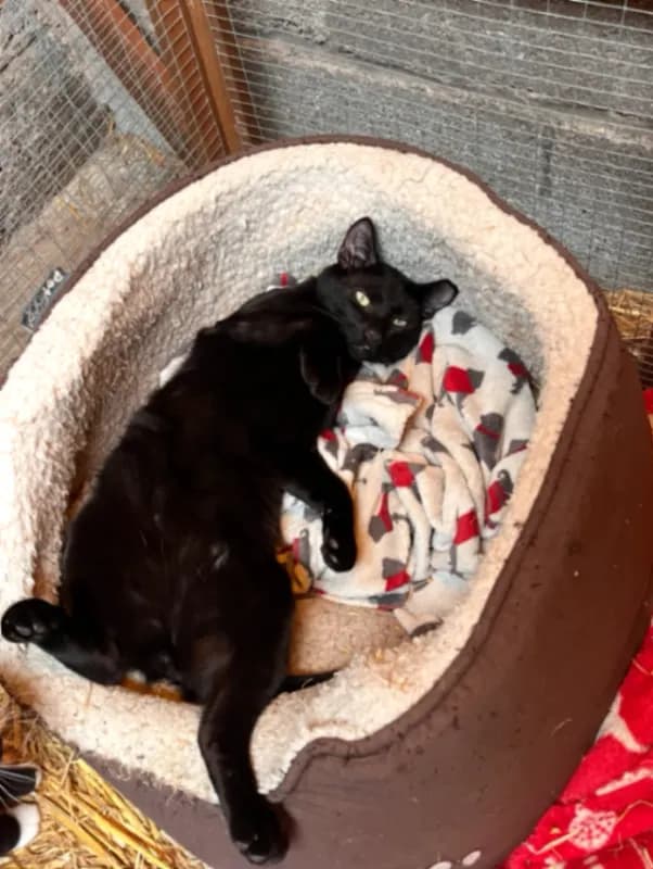 Juno