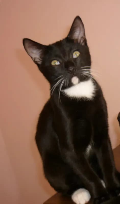 Milo