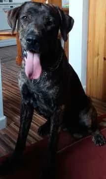Hermann