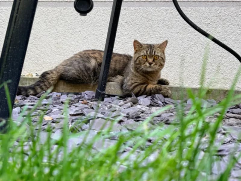 Findus
