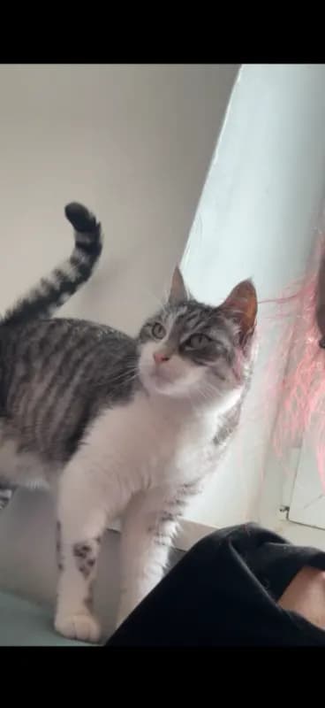 Gizmo