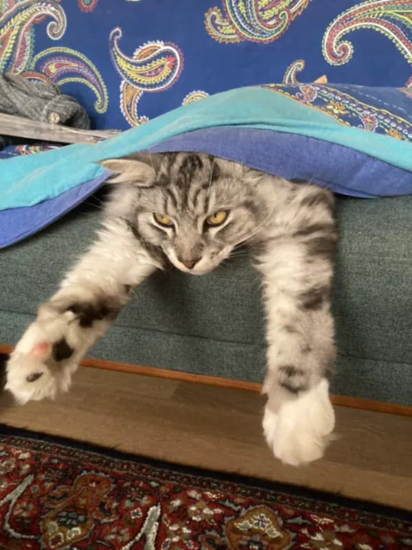 Fritz