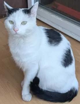 Bülli