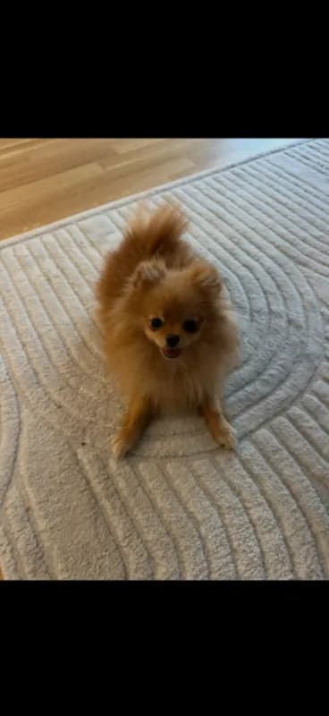 Bella