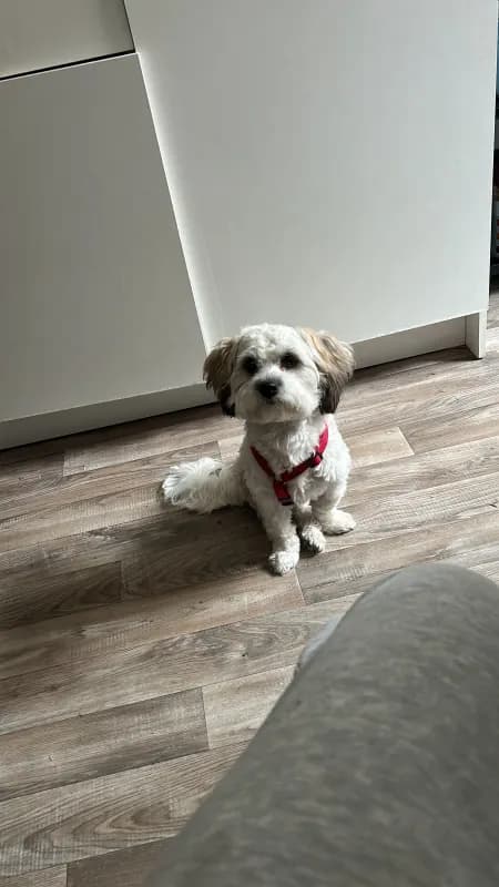 Oscar