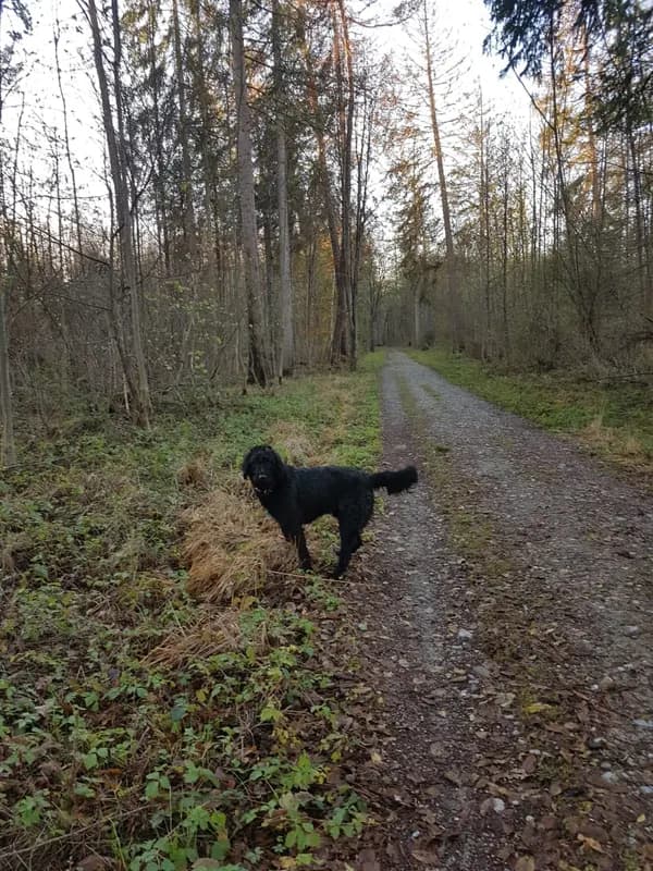 Odin