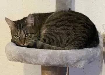 Kali