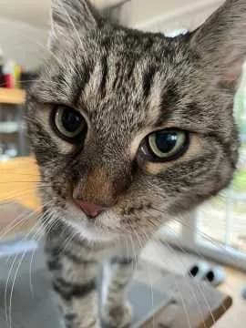 Frieda