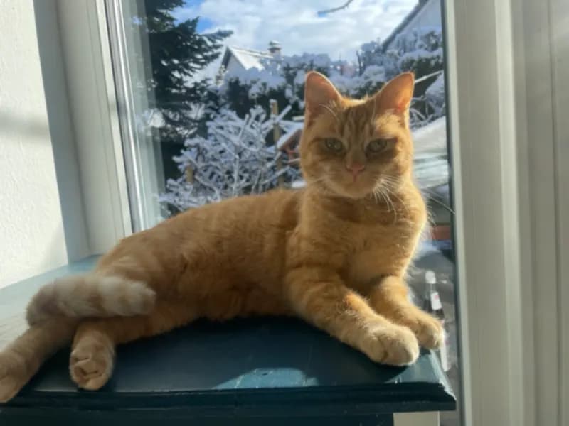 Nemo