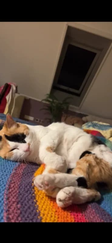 Mimi